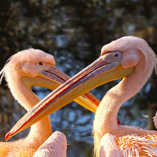 Přijď se zoomilovat do Zoo Plzeň